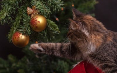 Preparing Your Pets For The Holidays In Denver