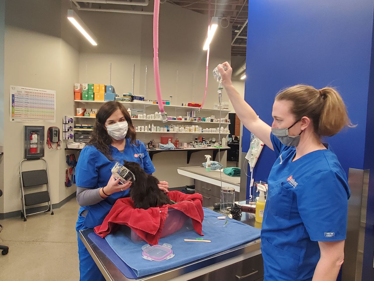 Pets And Pet Parents Fear The Vet No More Goodheart Broadway