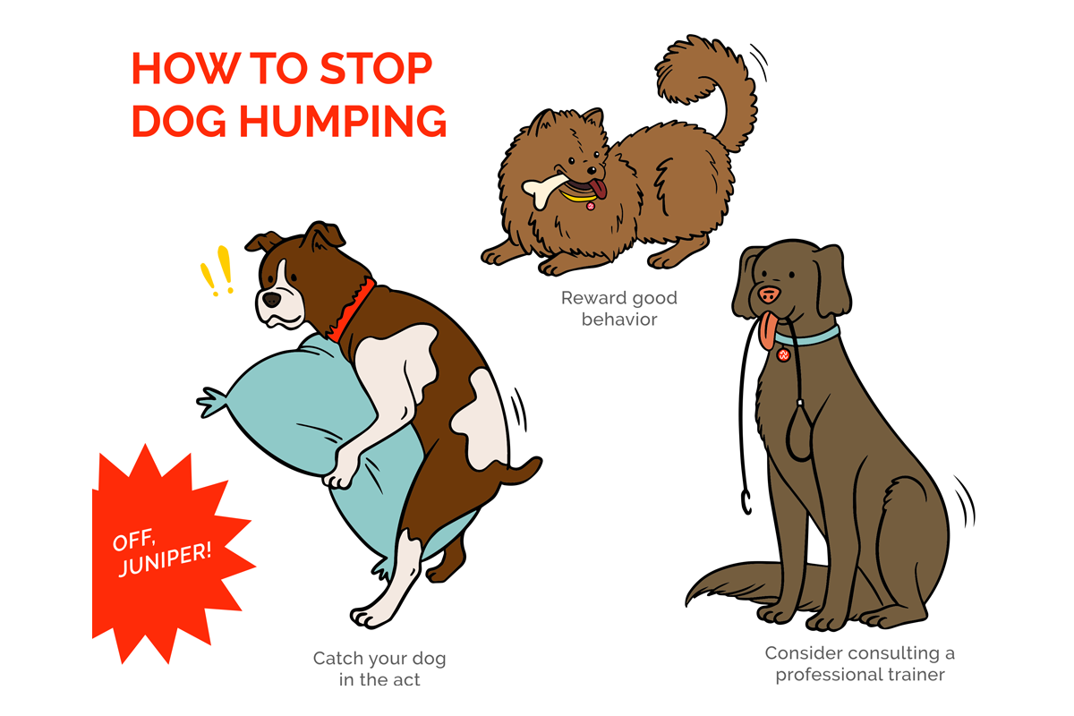 is it normal for a neutered dog to hump