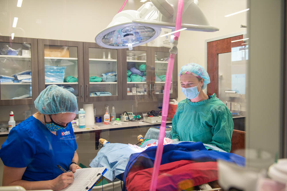 Surgery Suite: We perform procedures in a dedicated suite full of the best medical devices available.