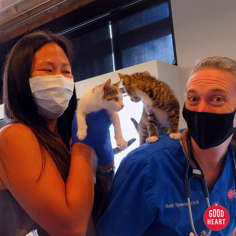 We partner to help animals in need, donating hundreds of hours and thousands of dollars in free medical care to support shelter pets