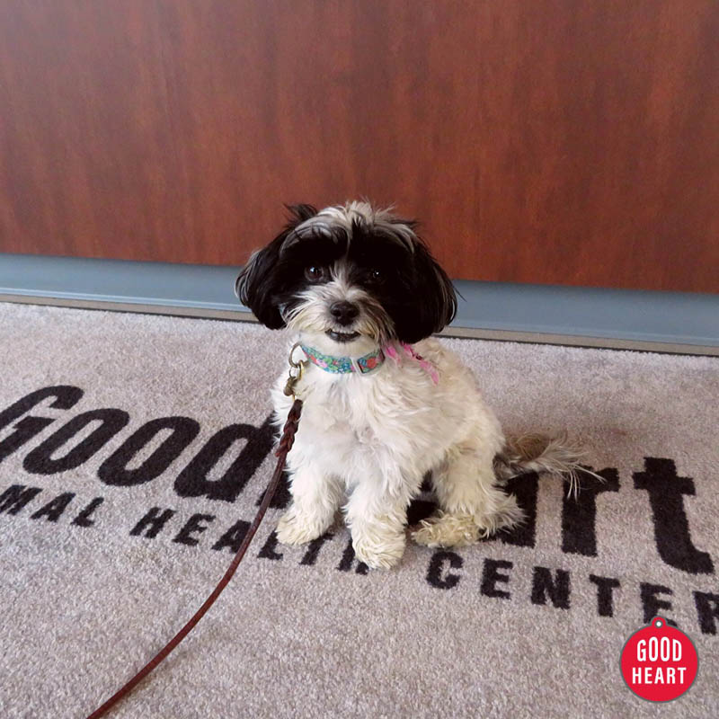 We offer a clean, comfortable and stress-free environment where you can see your pet receive its care