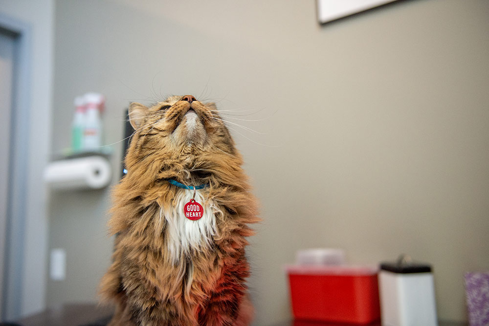 We practice Fear Free techniques such as separate areas for cats and dogs