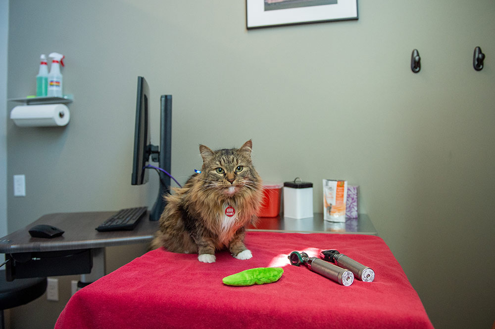 We never rush your pet’s care and allow appointments the time they need