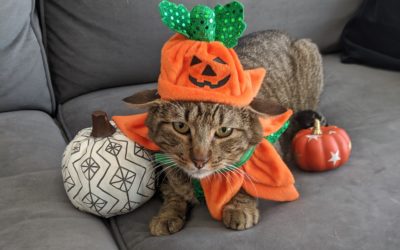 4 Halloween Treats to Keep from Your Pet
