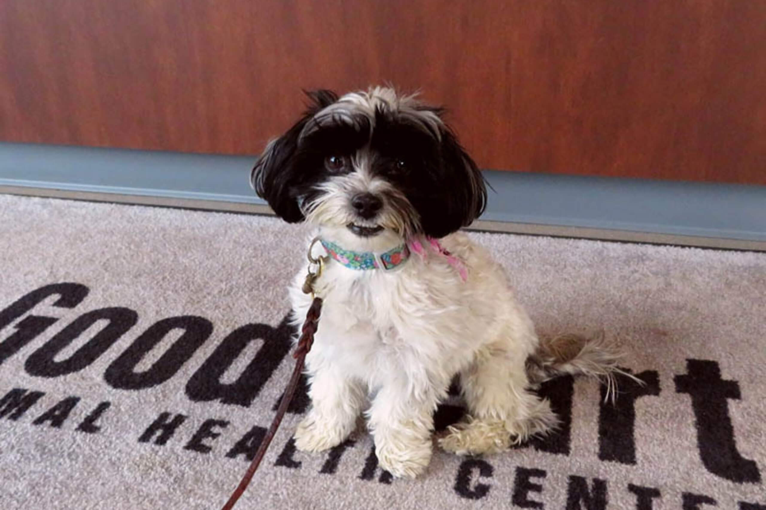 We offer a clean, comfortable and stress-free environment where you can see your pet receive its care