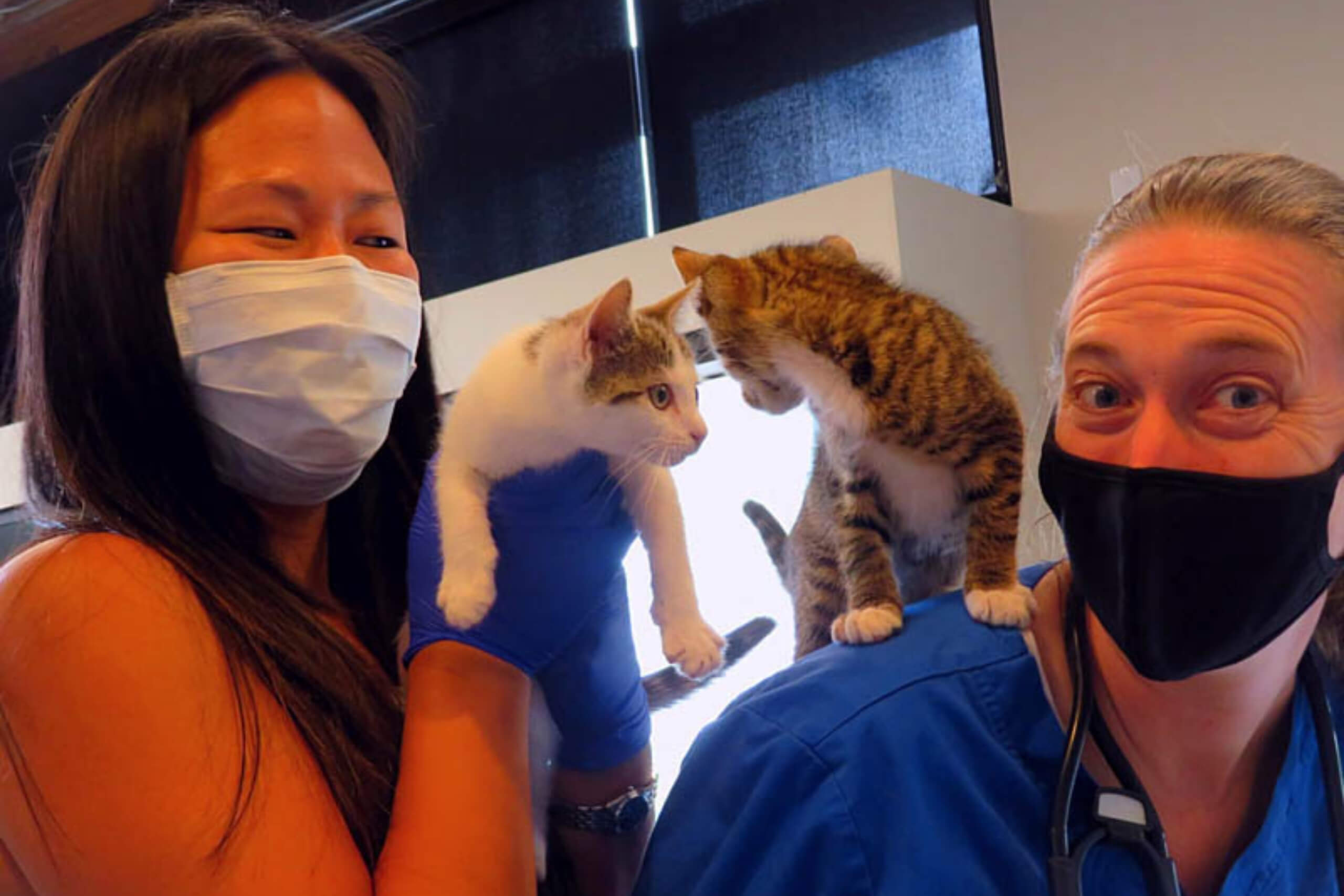 We partner to help animals in need, donating hundreds of hours and thousands of dollars in free medical care to support shelter pets