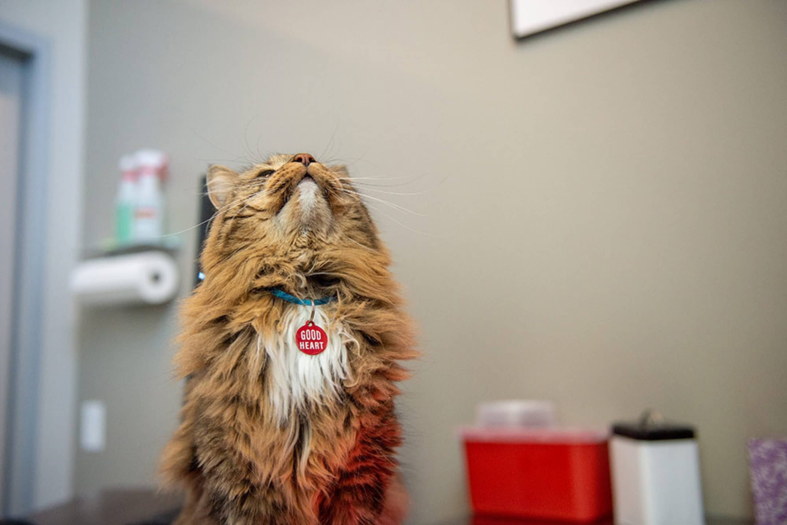 We practice Fear Free techniques such as separate areas for cats and dogs