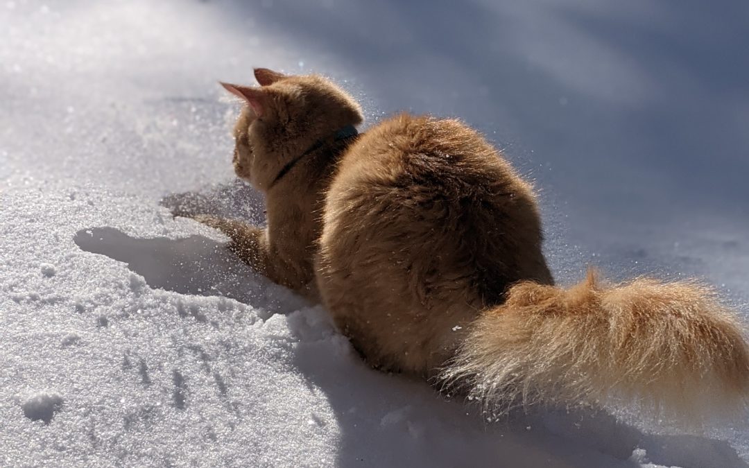 Protect Your Pet From the Cold: 3 Tips for a Safe Winter