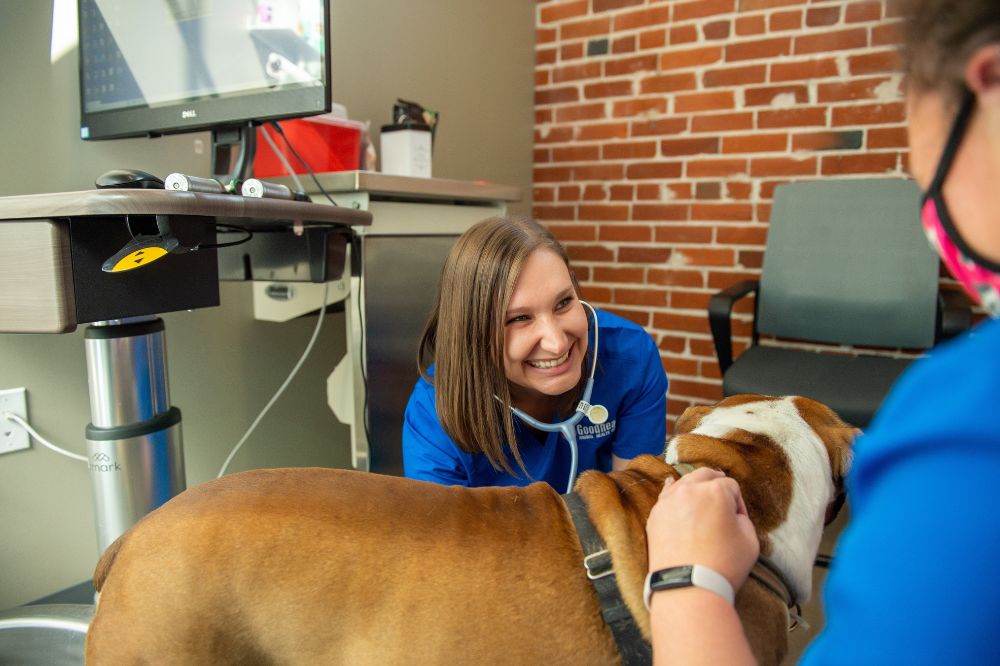 Stress-Free Experience: We constantly strive to provide low-stress experiences for our patients and clients. We use Fear Free and Cat Friendly Practice technique