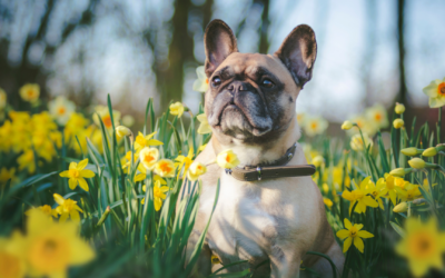 Spring Wellness for 2024: Tips for Cats and Dogs  Dr Beth Spencer shares essential advice for Denverites