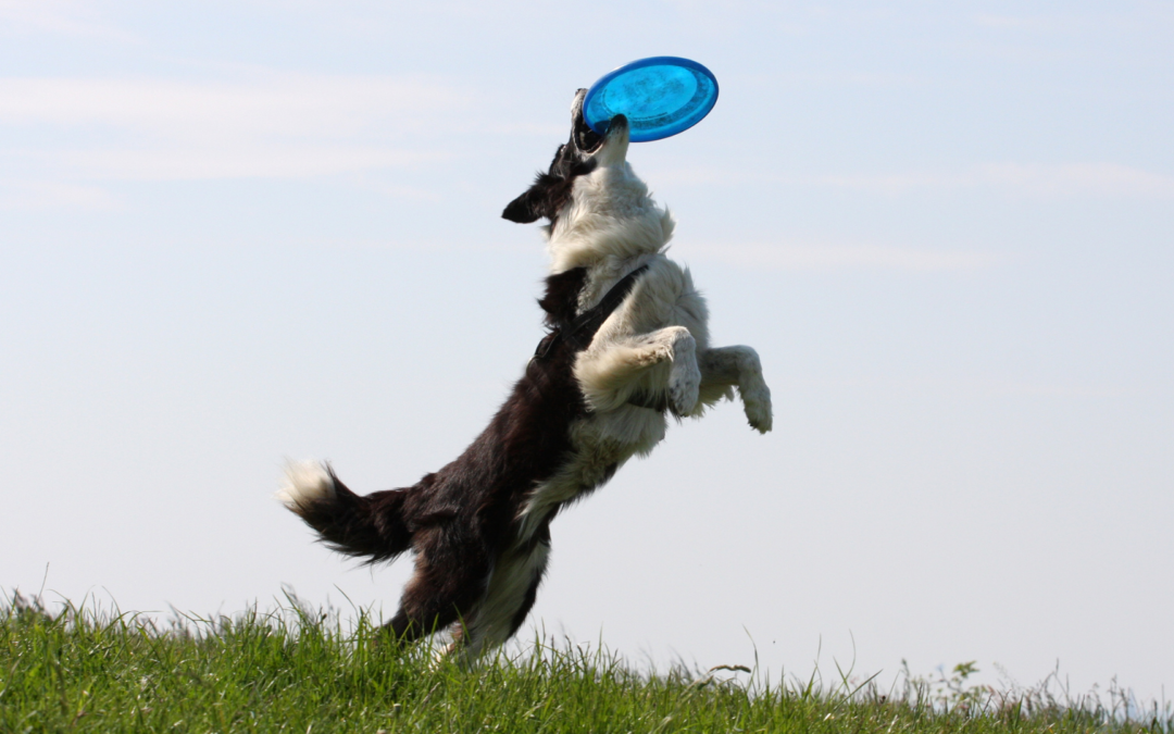 Is your dog getting too much exercise?  Dr David Liss answers your questions to keep your pet safe in the outdoors