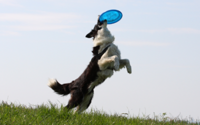 Is your dog getting too much exercise?  Dr David Liss answers your questions to keep your pet safe in the outdoors