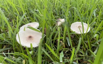 Keep Dogs (and Outdoor Cats) Away From Garden Mushrooms  Tips to keep your pets safe after it rains