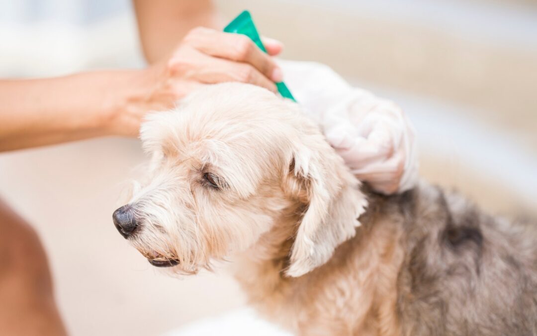 Cats & Dogs Can Get Heartworm Disease  The best prevention to avoid this life-threatening disease is a monthly medicine