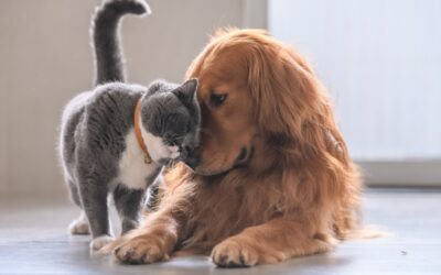 Protecting Pets During Wildfires  Tips to keep your cats & dogs safe in emergencies