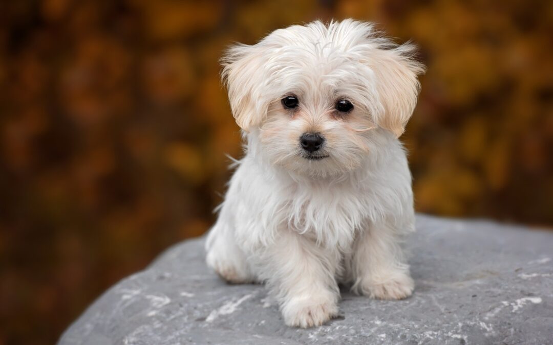 The Best Protection Against Parvo: Vaccinate  Canine Parvovirus can be life-threatening. We have tips to help your pet avoid it.