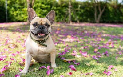 Blue-Green Algae in Colorado Waterways  Easy resources and tips to prevent your dog from encountering these algae