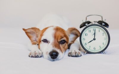 Can Pets Tell Time? The Science Behind Animal Time Perception