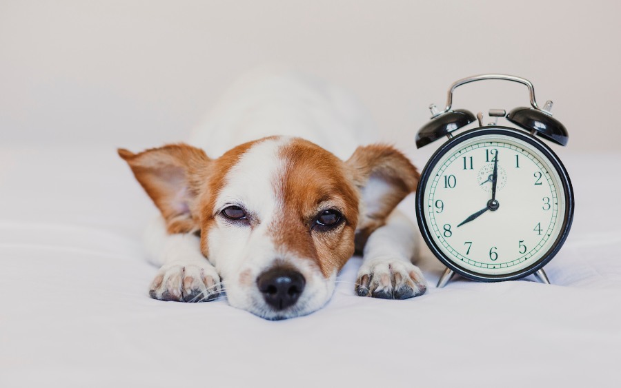 Cute Dog Lying on Bed with an Alarm Clock Cute Dog Lying on Bed with an Alarm Clock