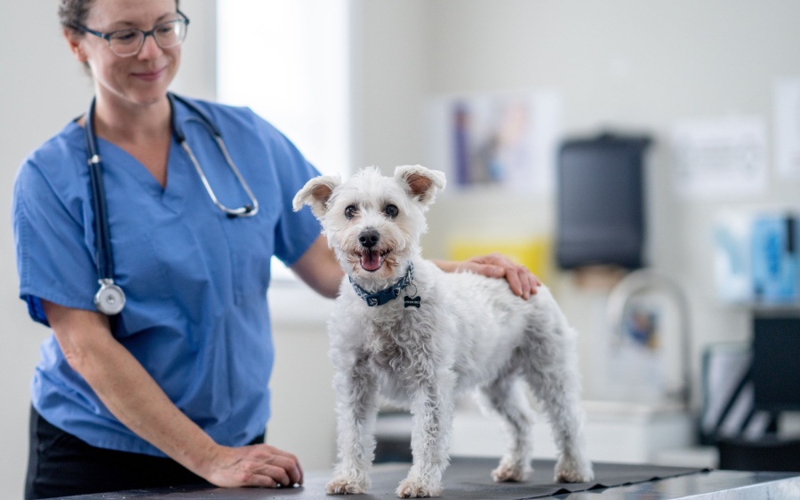 Veterinarian examining small white dog in clinic