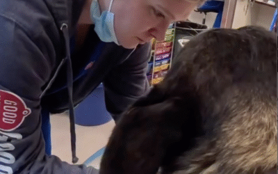 More Than a Cleaning: How Goodheart Approaches Pet Dental Care