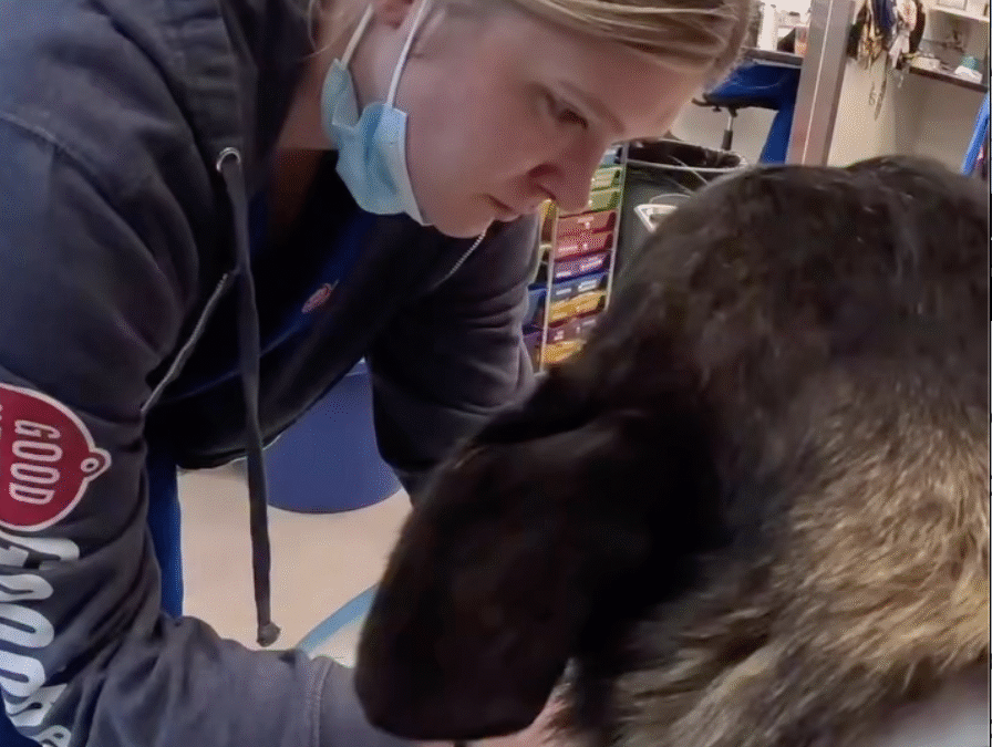 More Than a Cleaning: How Goodheart Approaches Pet Dental Care